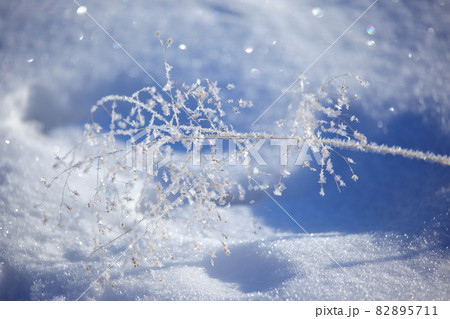 草の実の雪と霜 82895711