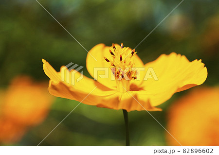 キバナコスモス クローズアップ キバナコスモス クローズアップ 82896602