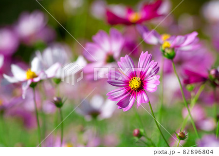 美しく咲く 秋桜 美しく咲く 秋桜 82896804