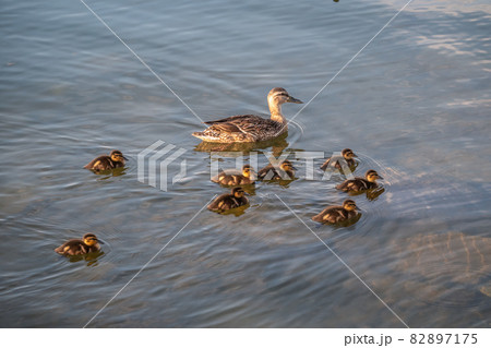 A family of ducks, a duck and its little ducklings are swimming in the water. The duck takes care of its newborn ducklings. Mallard, lat. Anas platyrhynchos A family of ducks, a duck and its little ducklings are swimming in the water. The duck takes care of its newborn ducklings. Mallard, lat. Anas platyrhynchos 82897175