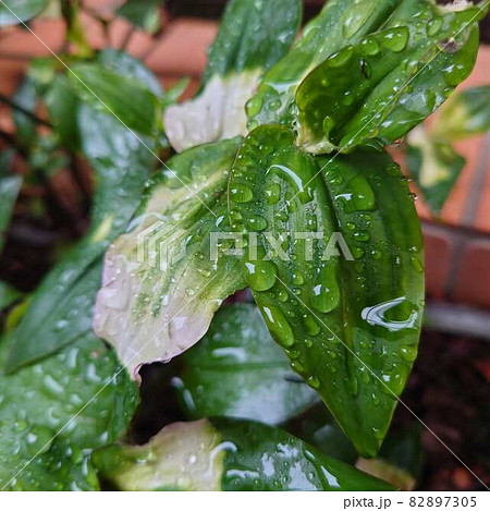 葉と水滴 82897305