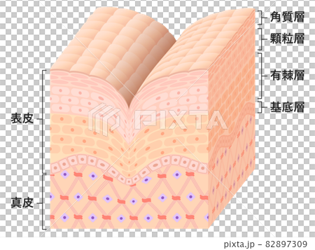 皮膚橫截面（皺紋） 82897309