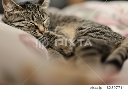 モ-フの上で気持ち良さそうに寝ている子猫のフ-コちゃん 82897714