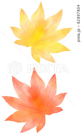 黄色と赤のハウチワカエデ 82897804