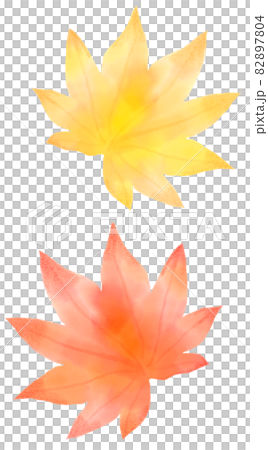 Yellow and red Acer japonicum 82897804