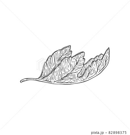 Folded leaf of fig tree in hand drawn sketch vector illustration isolated. 82898375
