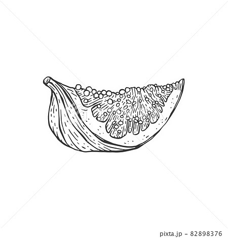Lobule of fig fruit in hand drawn etched style vector illustration isolated. 82898376
