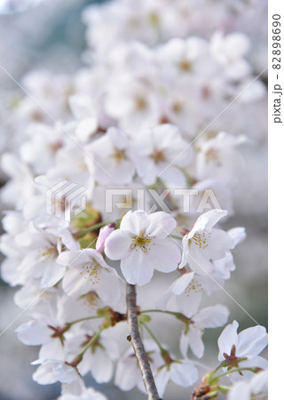 桜 満開の桜を背景にした桜の花のクローズアップの写真素材 8690