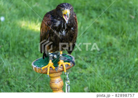 A screaming Harris's hawk (Parabuteo unicinctus), formerly known as the bay-winged hawk 82898757