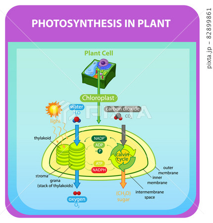 Diagram showing process of photosynthesis in plant Diagram showing process of photosynthesis in plant 82899861