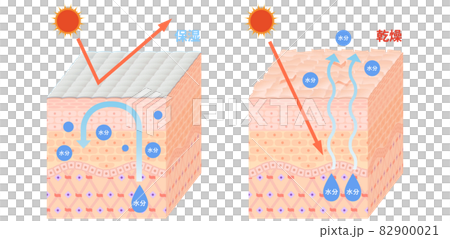 Skin cross section (dry skin) 82900021