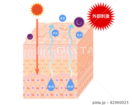 肌断面(乾燥肌) 肌断面(乾燥肌) 82900025
