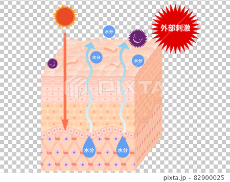 肌断面(乾燥肌) 肌断面(乾燥肌) 82900025