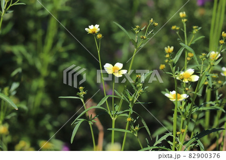 秋の公園に咲くウインターコスモスの黄色い花 秋の公園に咲くウインターコスモスの黄色い花 82900376