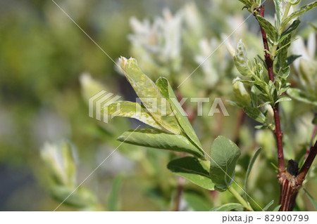 Flamingo Willow Hakuro Nishiki Flamingo Willow Hakuro Nishiki 82900799