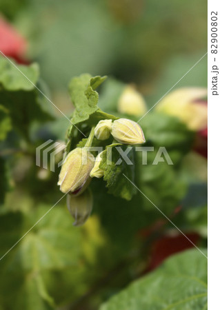 Chinese lantern Chinese lantern 82900802