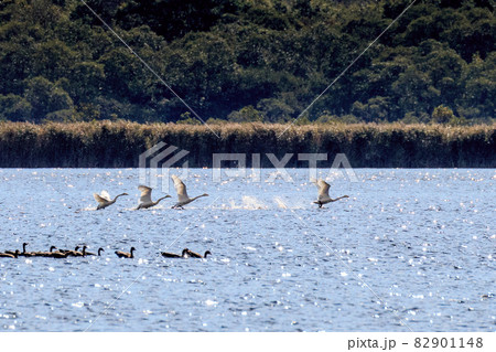 北海道苫小牧市、ウトナイ湖にて群れを成して飛び立つ白鳥【9月】 北海道苫小牧市、ウトナイ湖にて群れを成して飛び立つ白鳥【9月】 82901148
