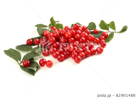 Nanking cherry and branch Nanking cherry and branch 82901486