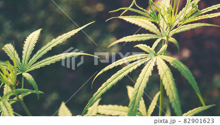Green Marijuana tree cannabis plant narcotic herbal in greenhouse. Hemp leaf made cannabis crude oil at medicine farm. CBC, THC herb agriculture by Weed leaf Drug and medicine healthcare concept 82901623