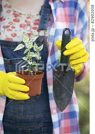 flower transplant  in the garden 82902036