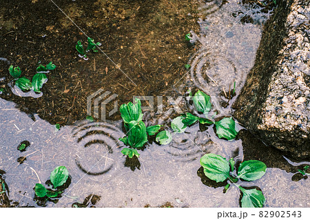 雨の日の水たまり 雨の日の水たまり 82902543