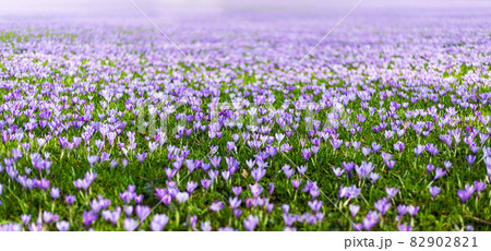 Meadow of purple and white crocus flowers 82902821