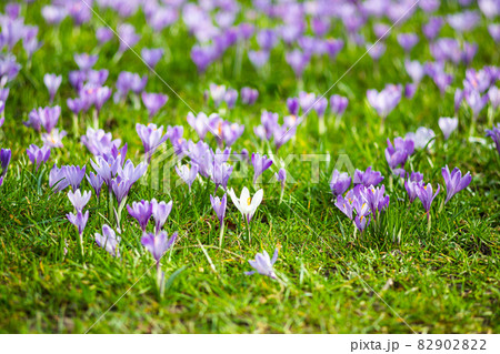Meadow of purple and white crocus flowers 82902822