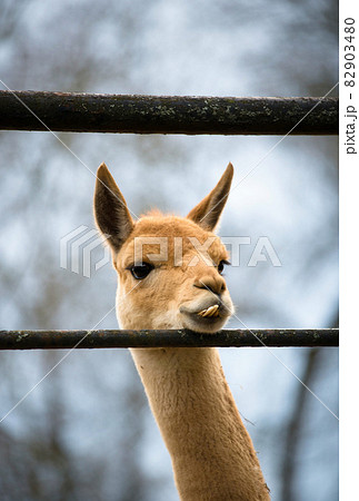 Portrait of a llama glama - South American mammal 82903480