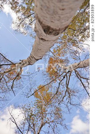 白樺 長野県八千穂町 白樺 長野県八千穂町 82903899