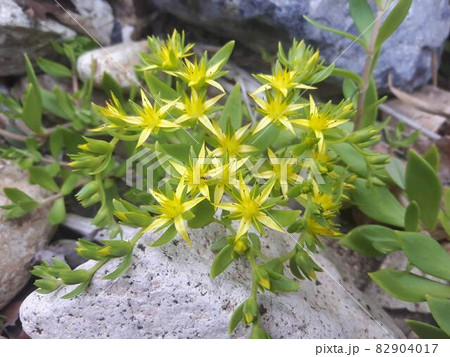 春 黄色 イエロー 82904017