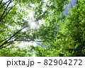 東京、丸の内、ケヤキの木と光 82904272