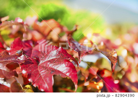 蔦の紅葉 蔦の紅葉 82904390