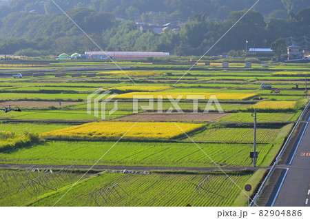 カラフルな箕輪耕地の風景《愛川町》 82904886