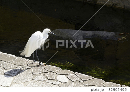川辺に佇むシラサギ 82905496