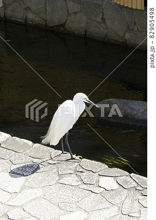 川辺に佇むシラサギ 82905498