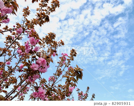 八重桜(関山)・青空・うろこ雲　［南公園/愛知県岡崎市］ 82905931