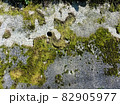 苔の生えたコンクリートの壁 82905977
