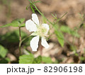 白い花のアップ 82906198
