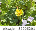 黄色い花と薄紫の花のアップ 82906201