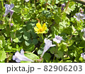 黄色い花と薄紫の花のアップ 82906203