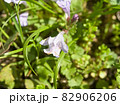 薄紫の花のアップ 82906206