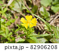 黄色い花のアップ 82906208