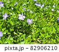 薄紫の花のアップ 82906210