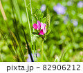 蓮華層のアップ 82906212