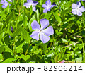 薄紫の花のアップ 82906214
