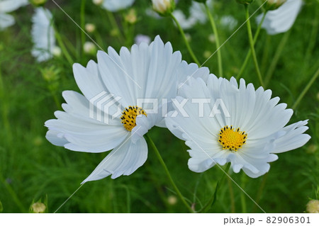 コスモス（秋桜）カップケーキ・ホワイトの花 82906301