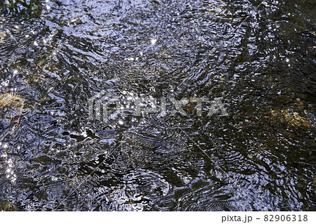 水面に映り込んだ木洩れ陽 82906318