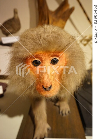 ニホンザル　猿　さる　剥製 82906463