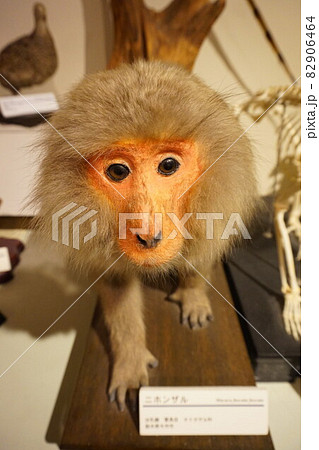 ニホンザル　猿　さる　剥製 82906464