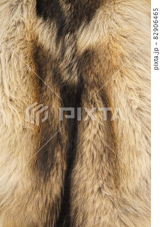 タイリクオオカミ ハイイロオオカミ オオカミ 狼 毛皮 冬毛 毛並みの写真素材 [82906465] - PIXTA